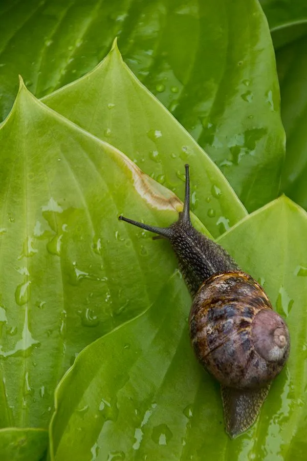 snail2.jpg