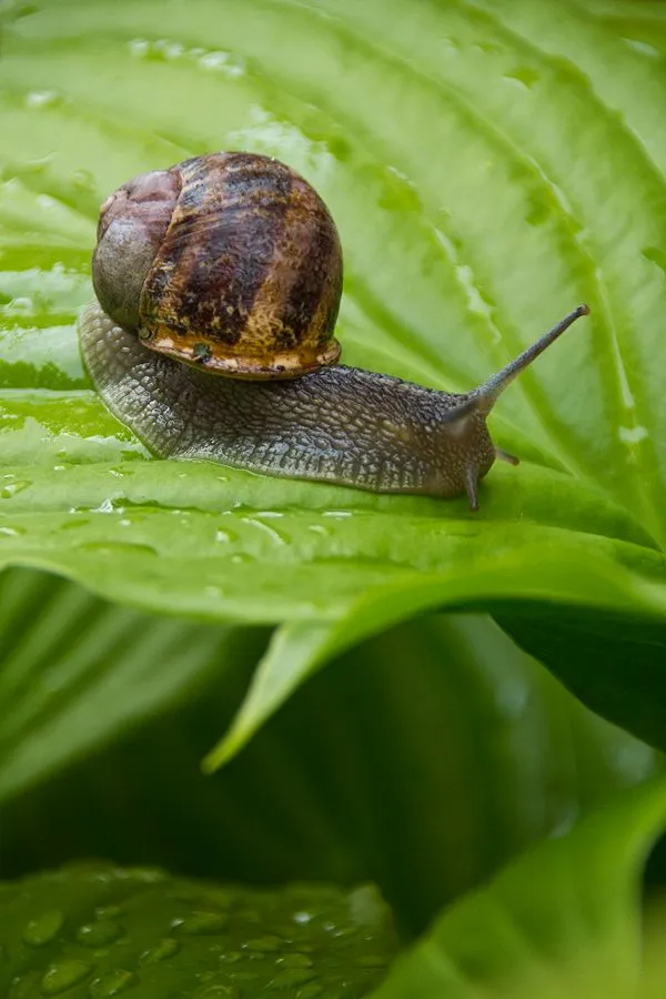 snail4.jpg