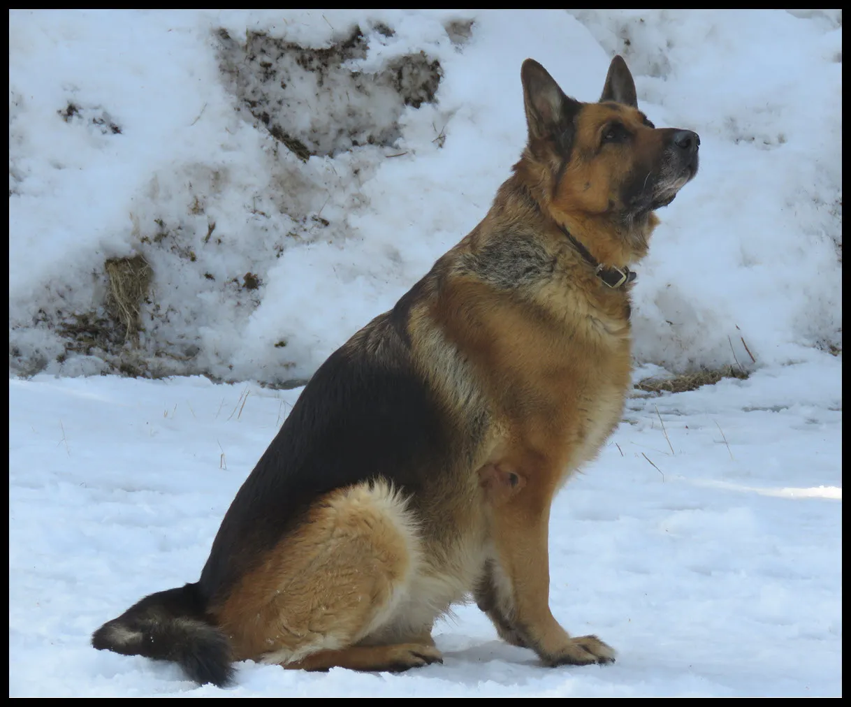 closeup Bruno sitting  by snow bank looking up at sky.JPG