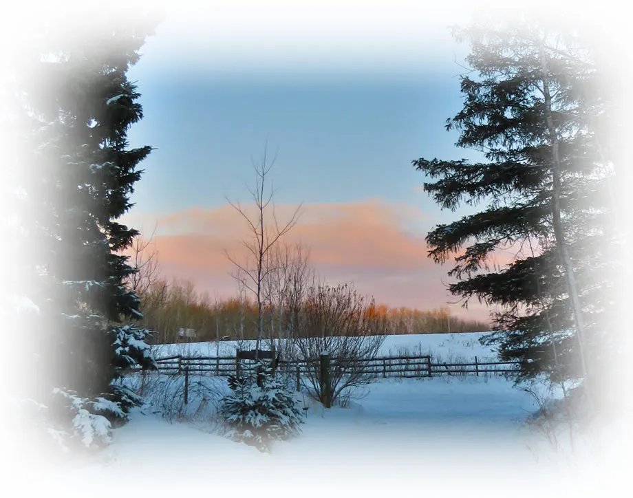 frosted view of sunset at end of lane spruce at sides.JPG