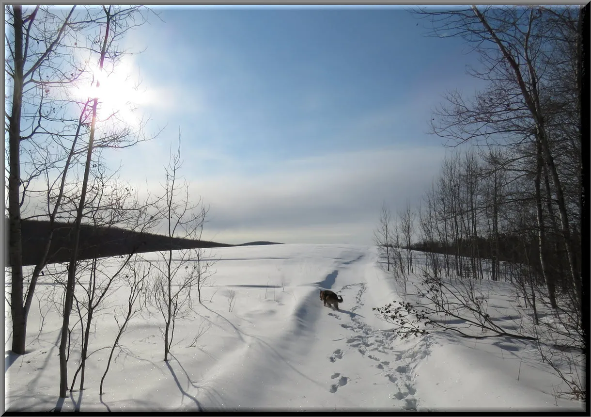 sublime scene Bruno going to top of hill pristine snow.JPG