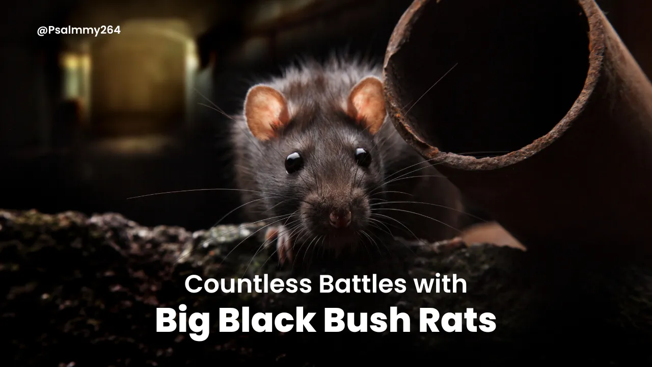 Countless Battles with.png