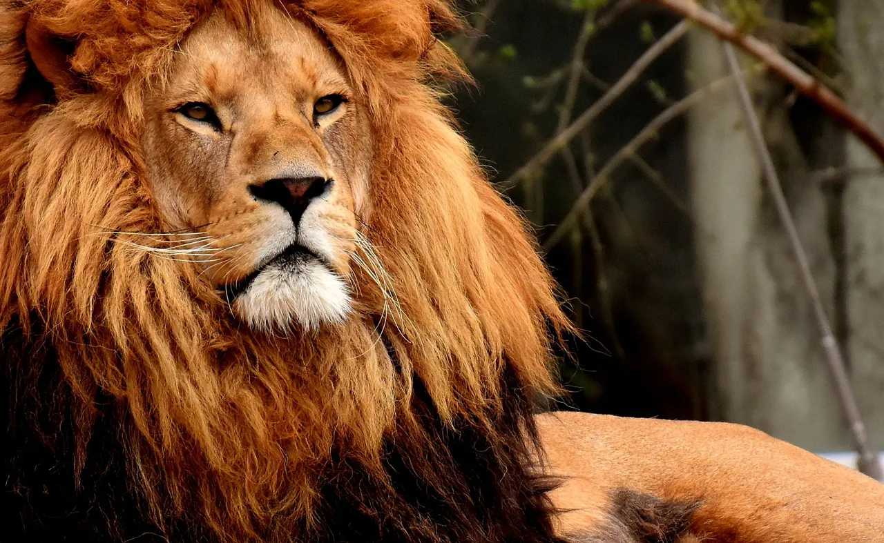 lion-3312615.jpg