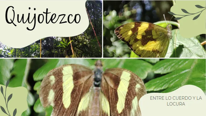 Mariposa RAyas Amarillas.png