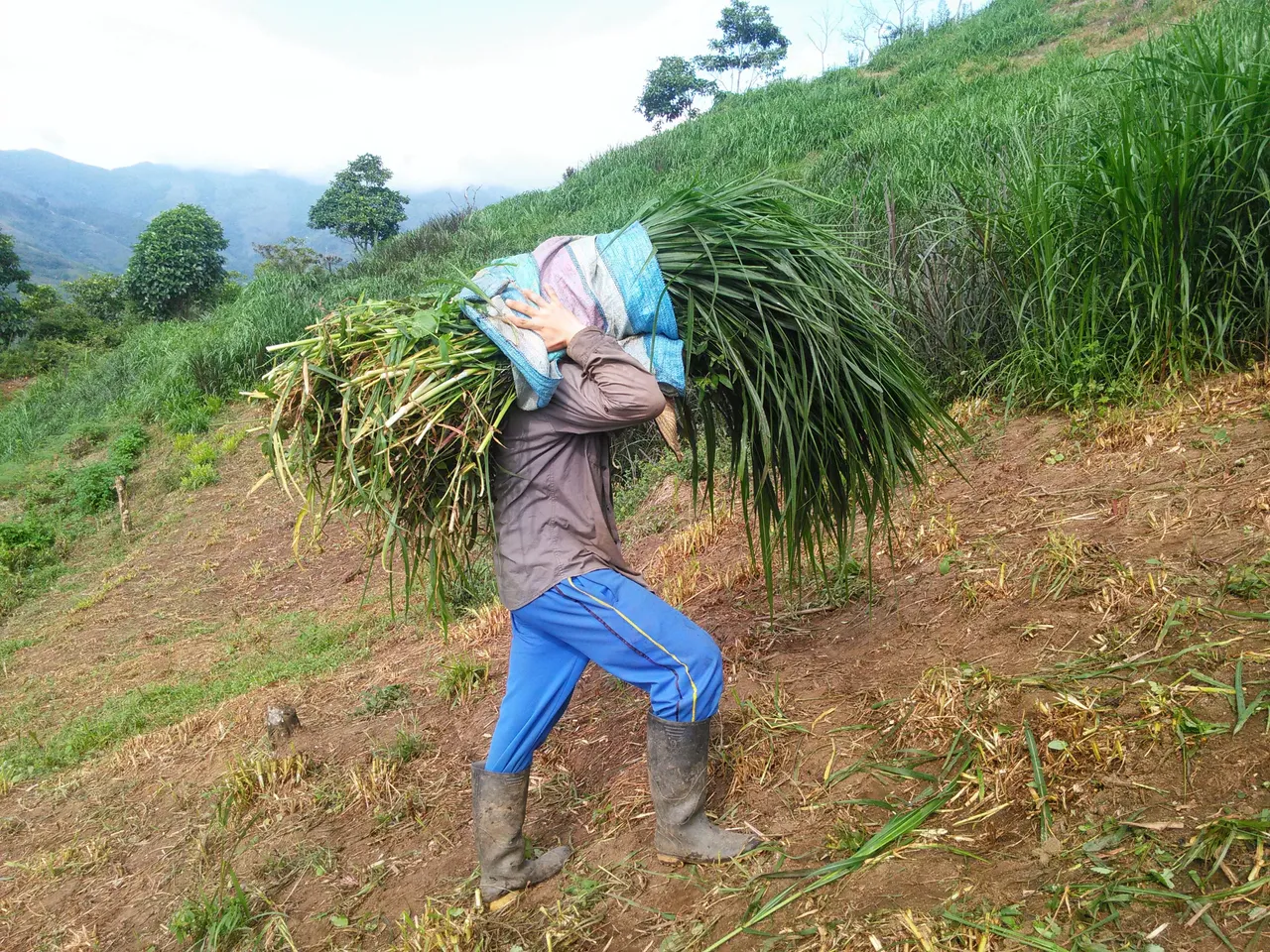 Loading the tahll grass 2 - Photograph taken by me