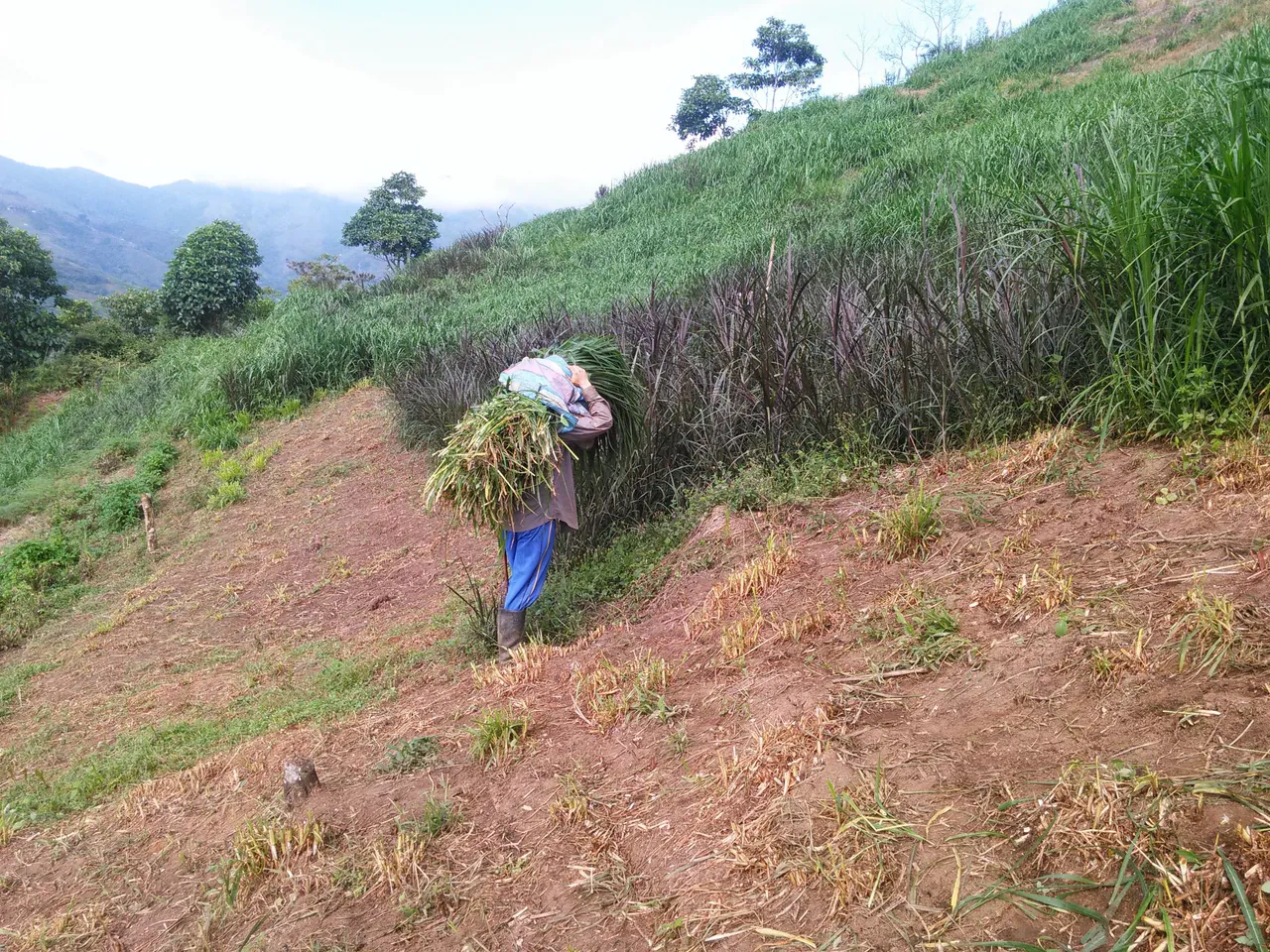 Loading the tahll grass final - Photograph taken by me