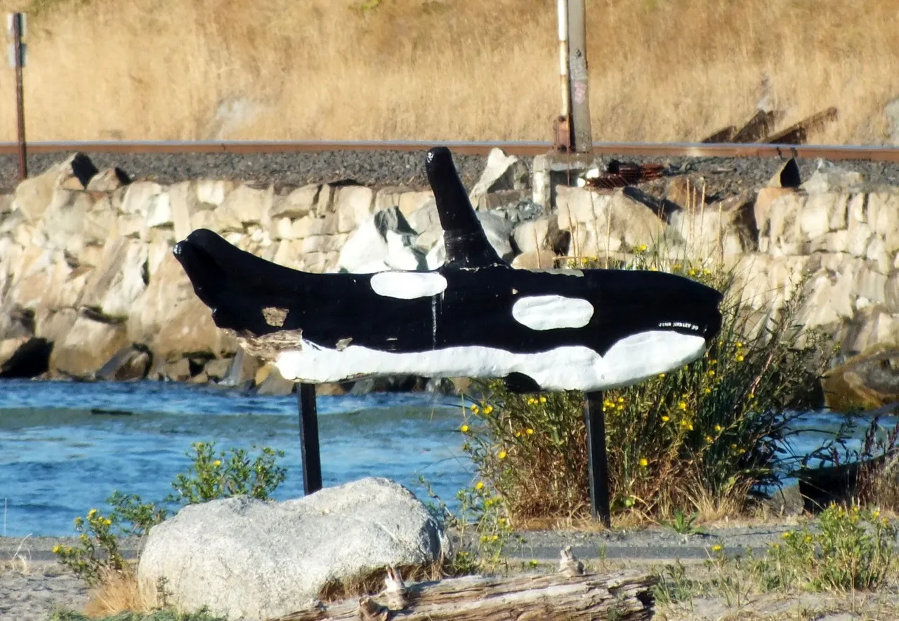 RD0051-Orca.JPG