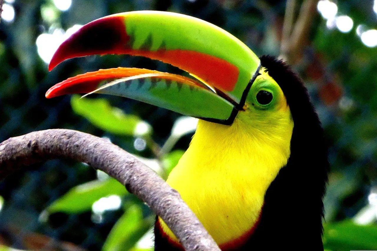 toucan-g436a00d6d_1920.jpg