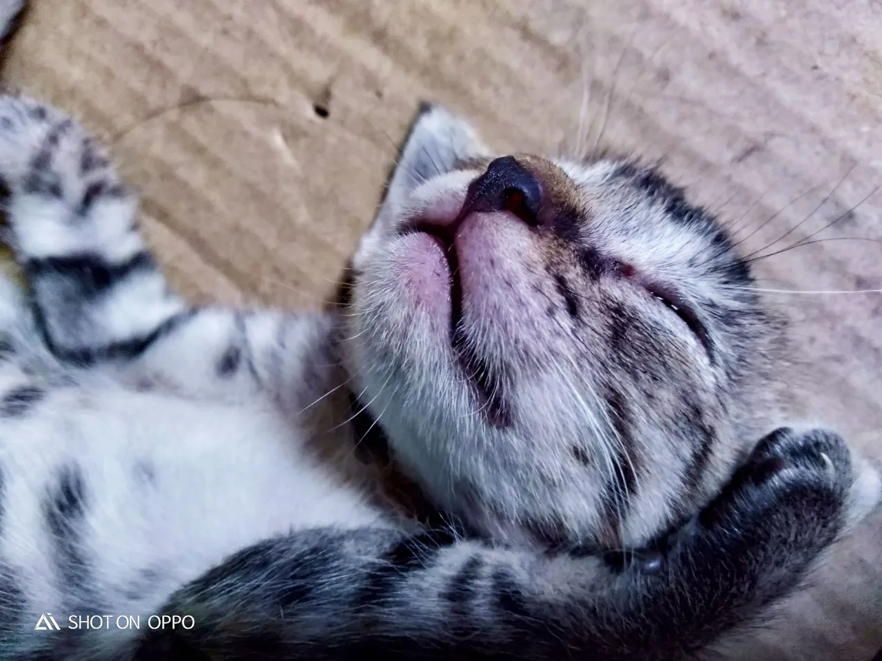 this kitten is sleeping meow!