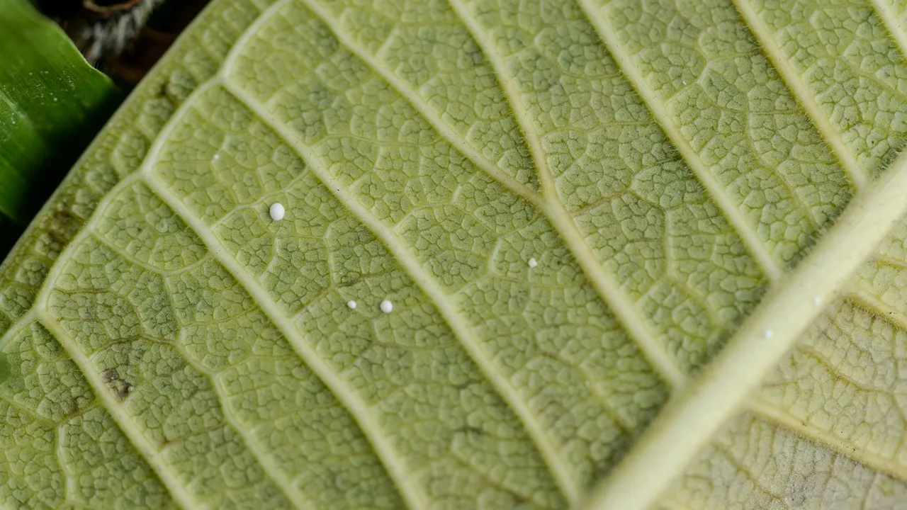 DSC02685.jpg