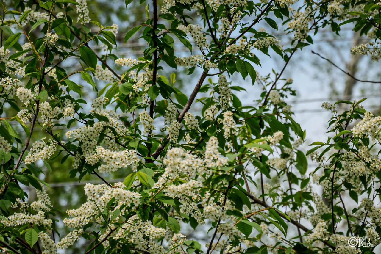 DSC04502.jpg