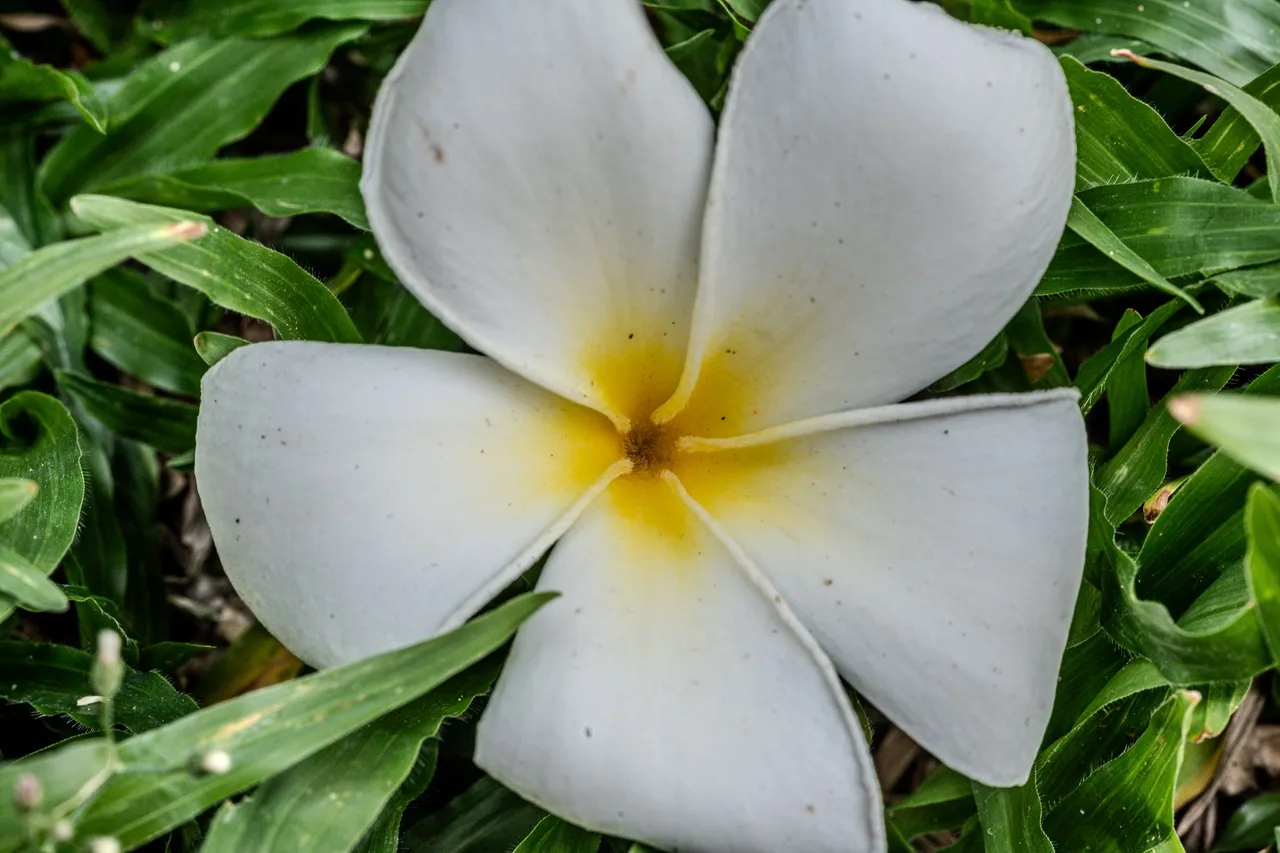 DSC02668.jpg