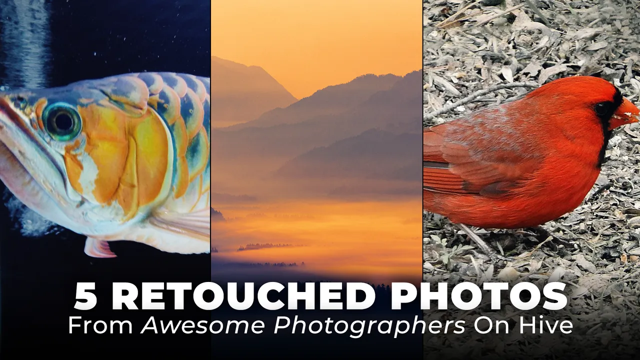 5_Photos.png