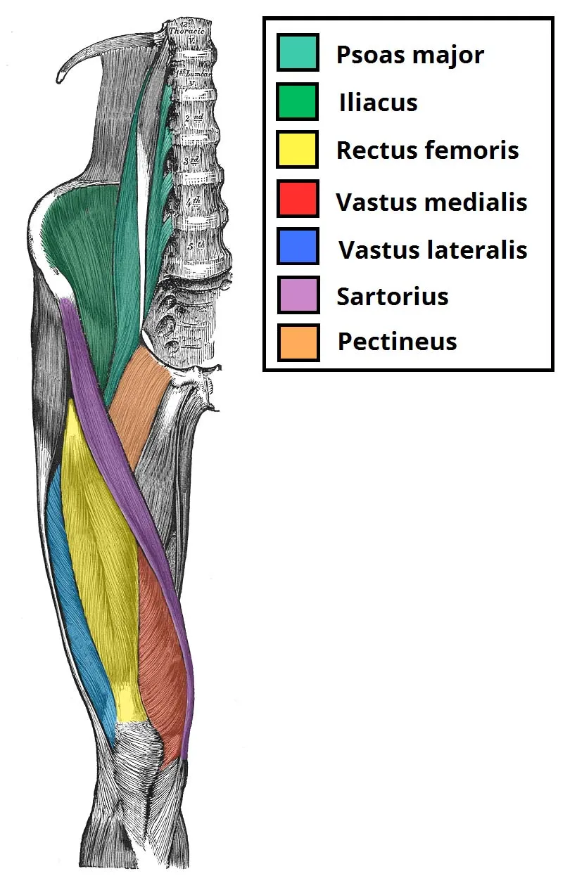 Muscles-of-the-Anterior-Thigh-Quadriceps-Femoris-Iliopsoas-Sartorius-and-Pectineus.jpg