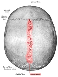 250px-Sobo_1909_46_-_sagittal_suture.png