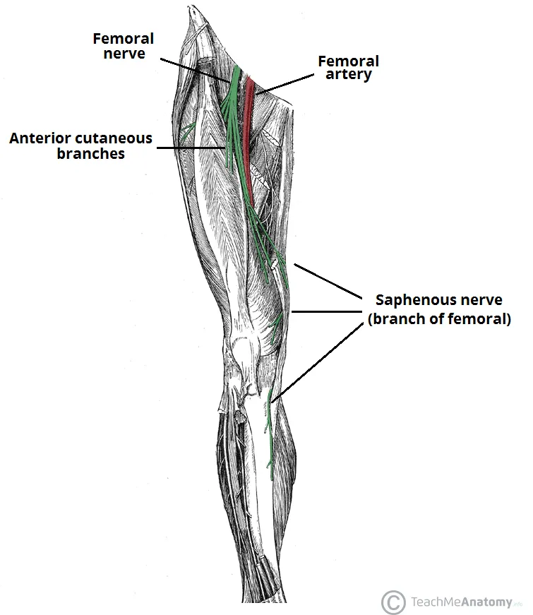 Anatomical-Course-of-the-Femoral-Nerve-Lower-Limb.jpg