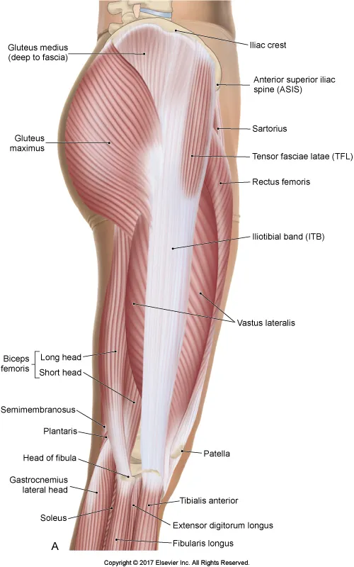 Iliotibial_tract.jpg
