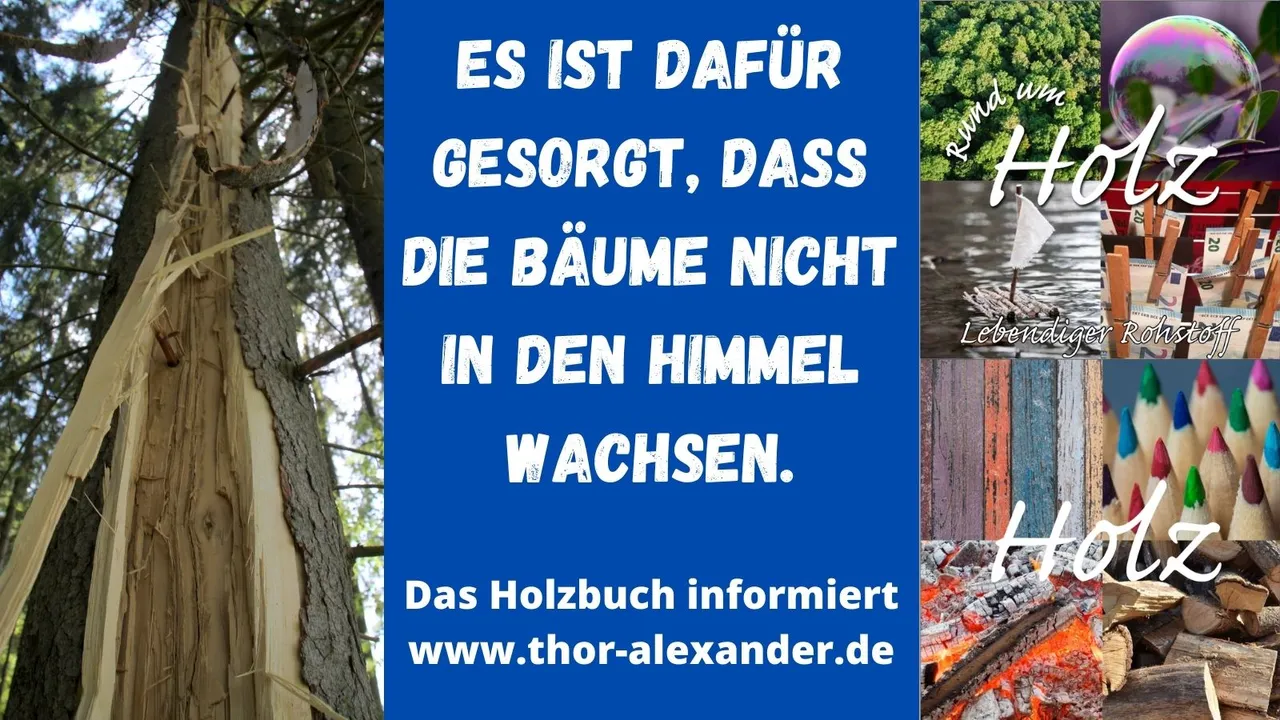 HZ Bäume nicht in den Himmel wachsen.jpg