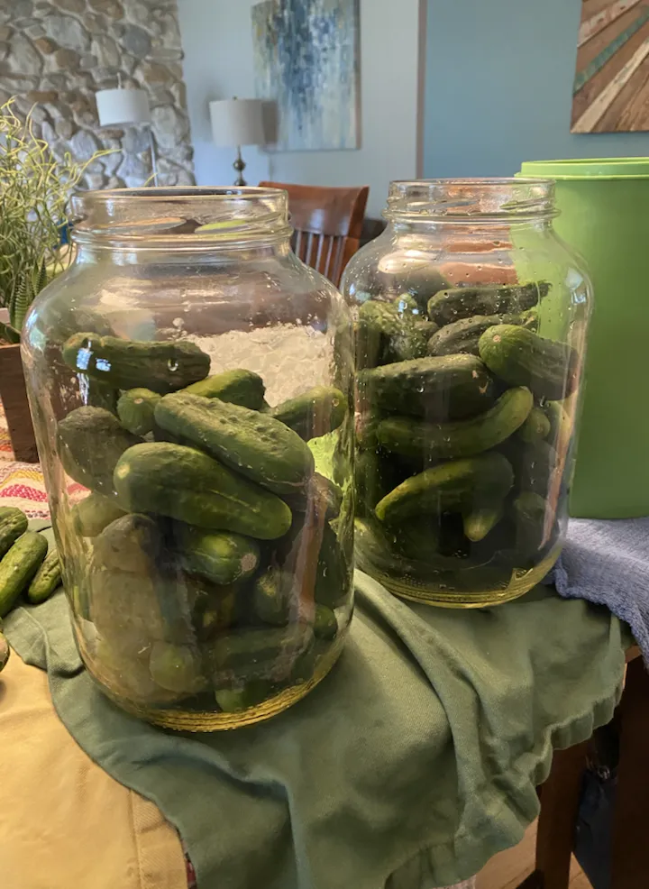Jars full of pickle cucumbers