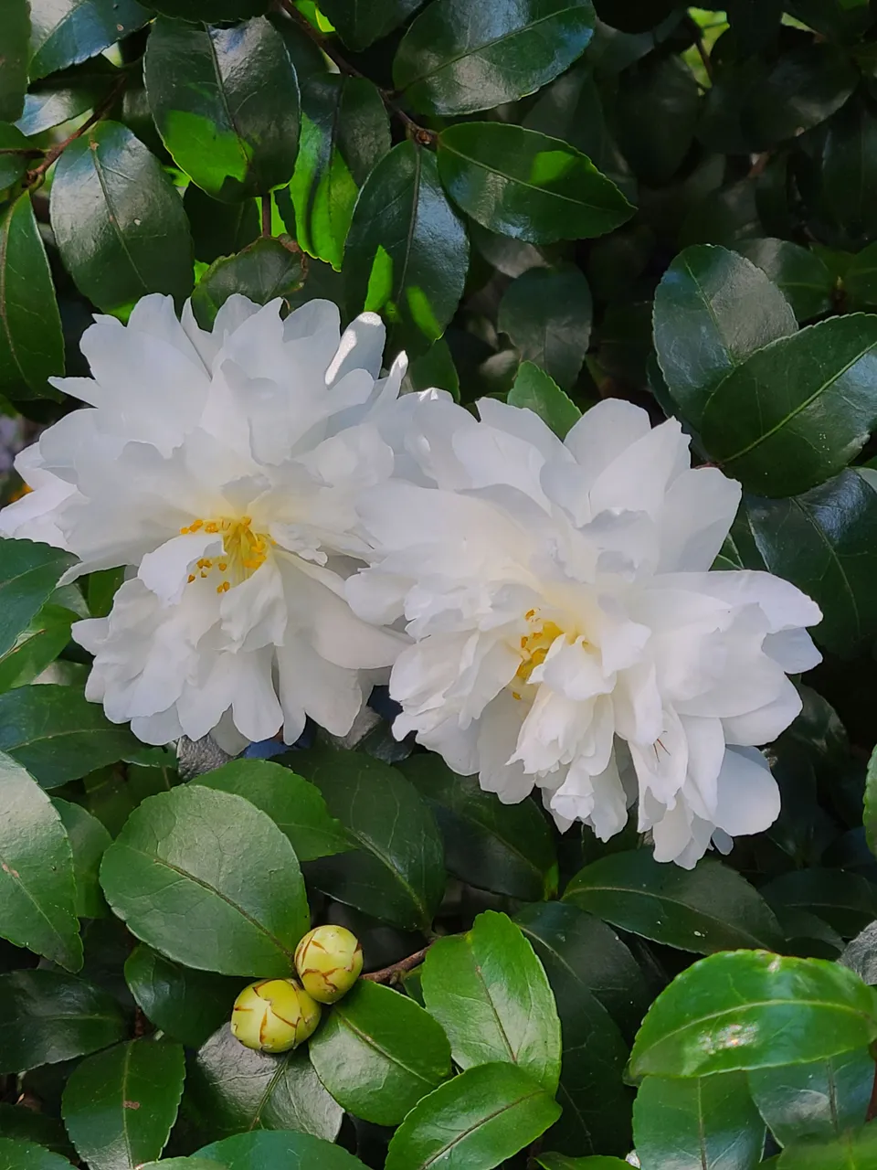 p006-Camelia.jpg