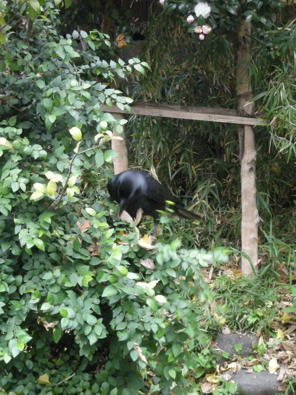 211-Hie-jinja crow.JPG