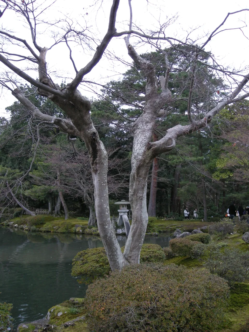 135-Kotoji Lantern through tree.JPG