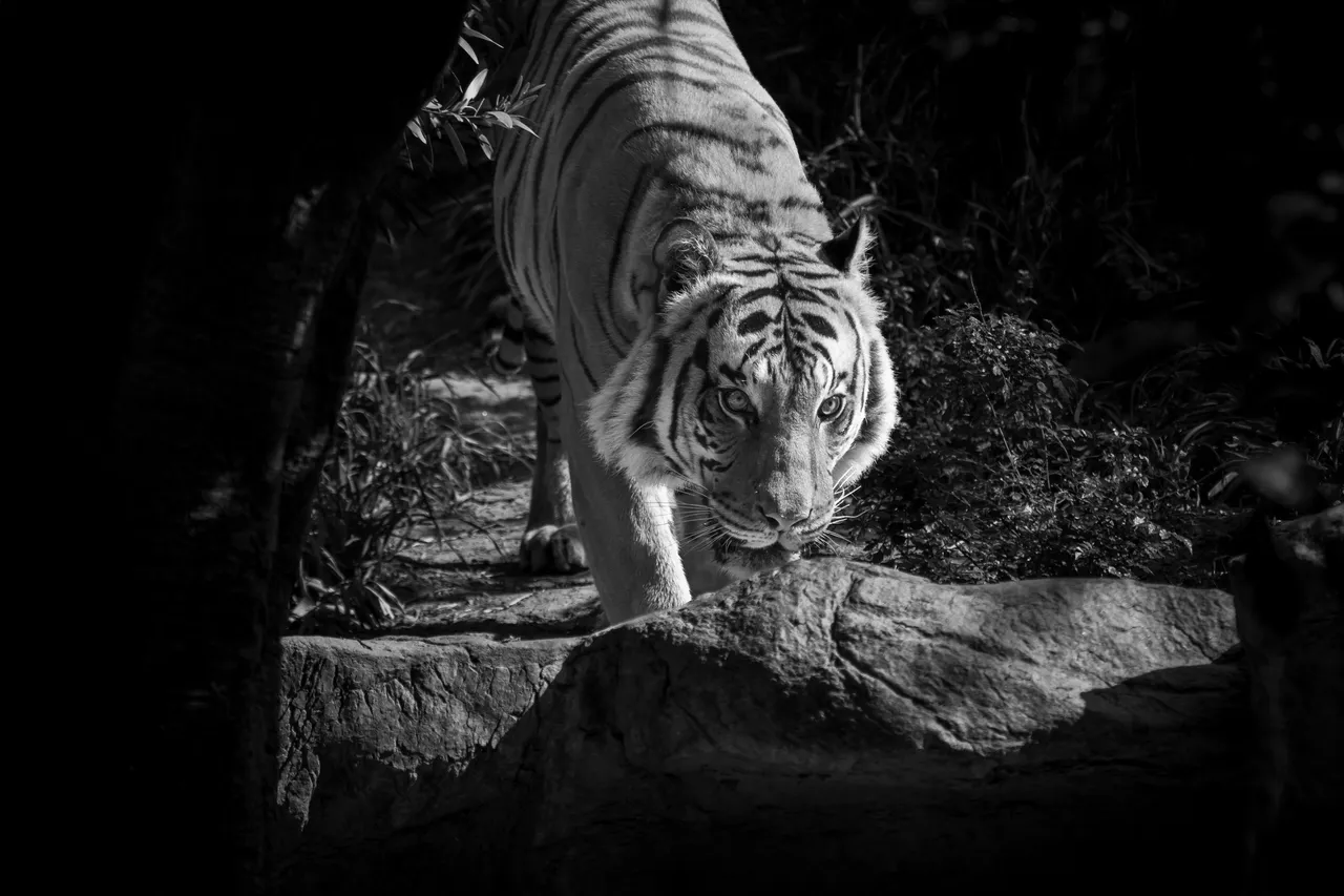IMG_1006 (4).jpg