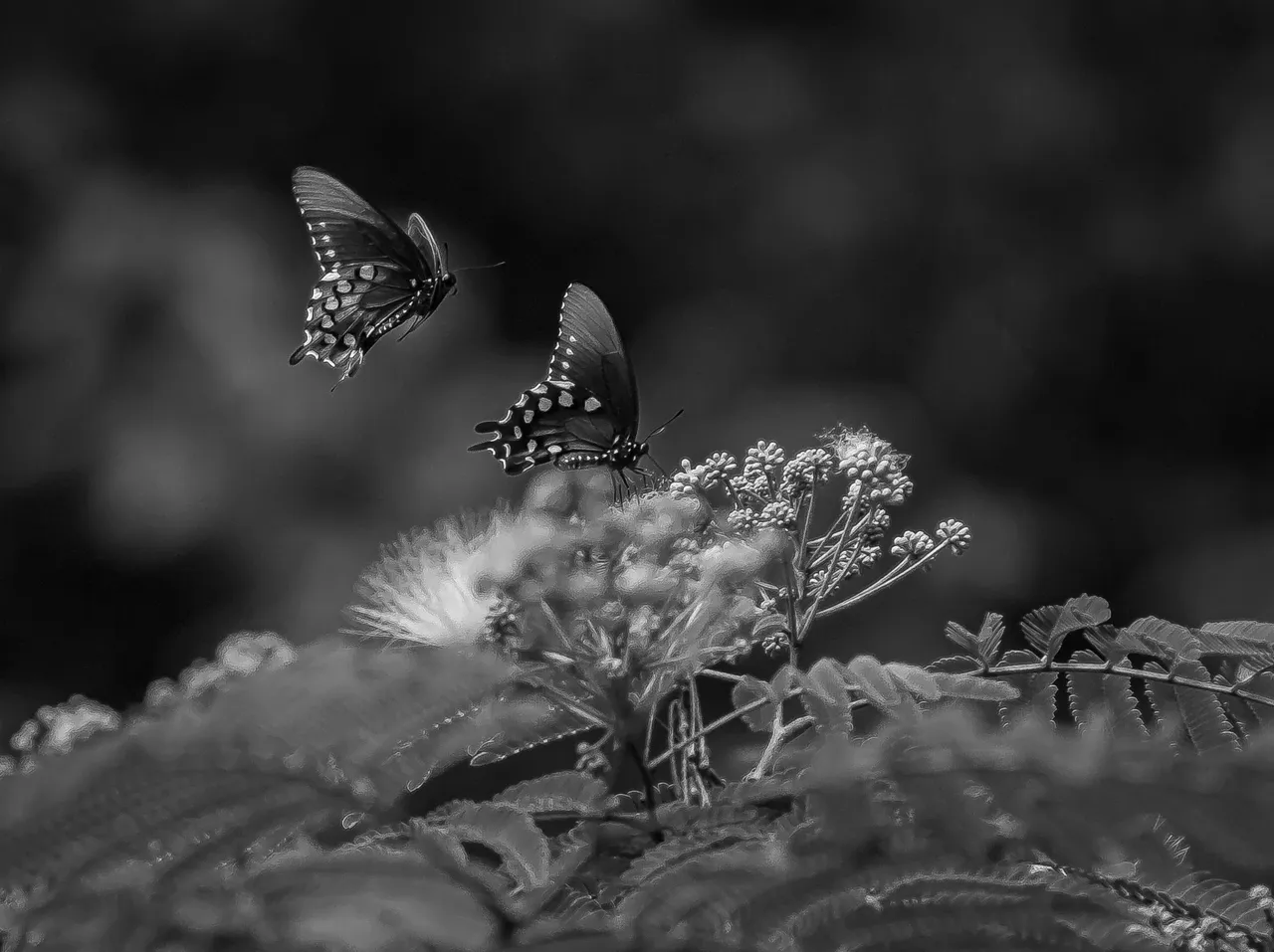 IMG_8706 (10).jpg