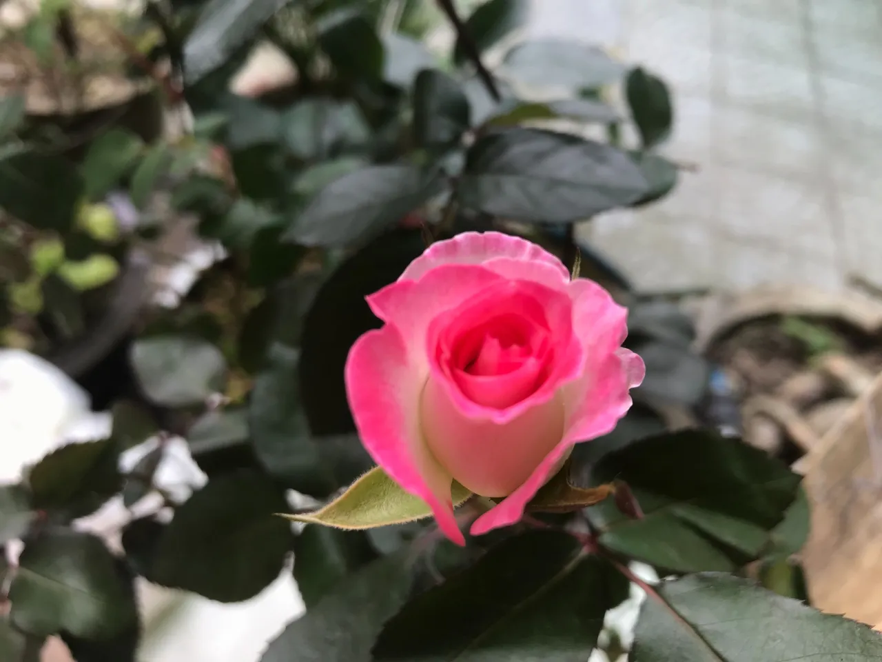 9C4211C3-F8EA-4984-9A2B-29098F19B40A.jpeg
