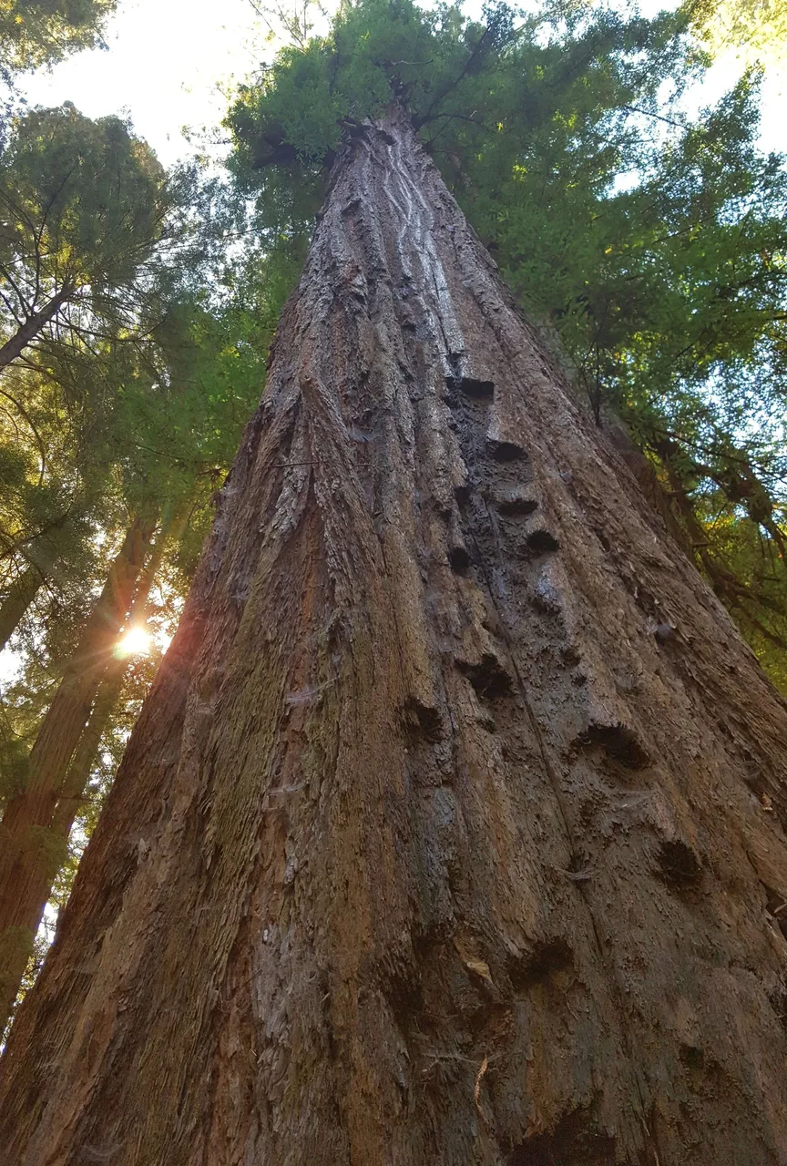 Redwoods 11.jpg