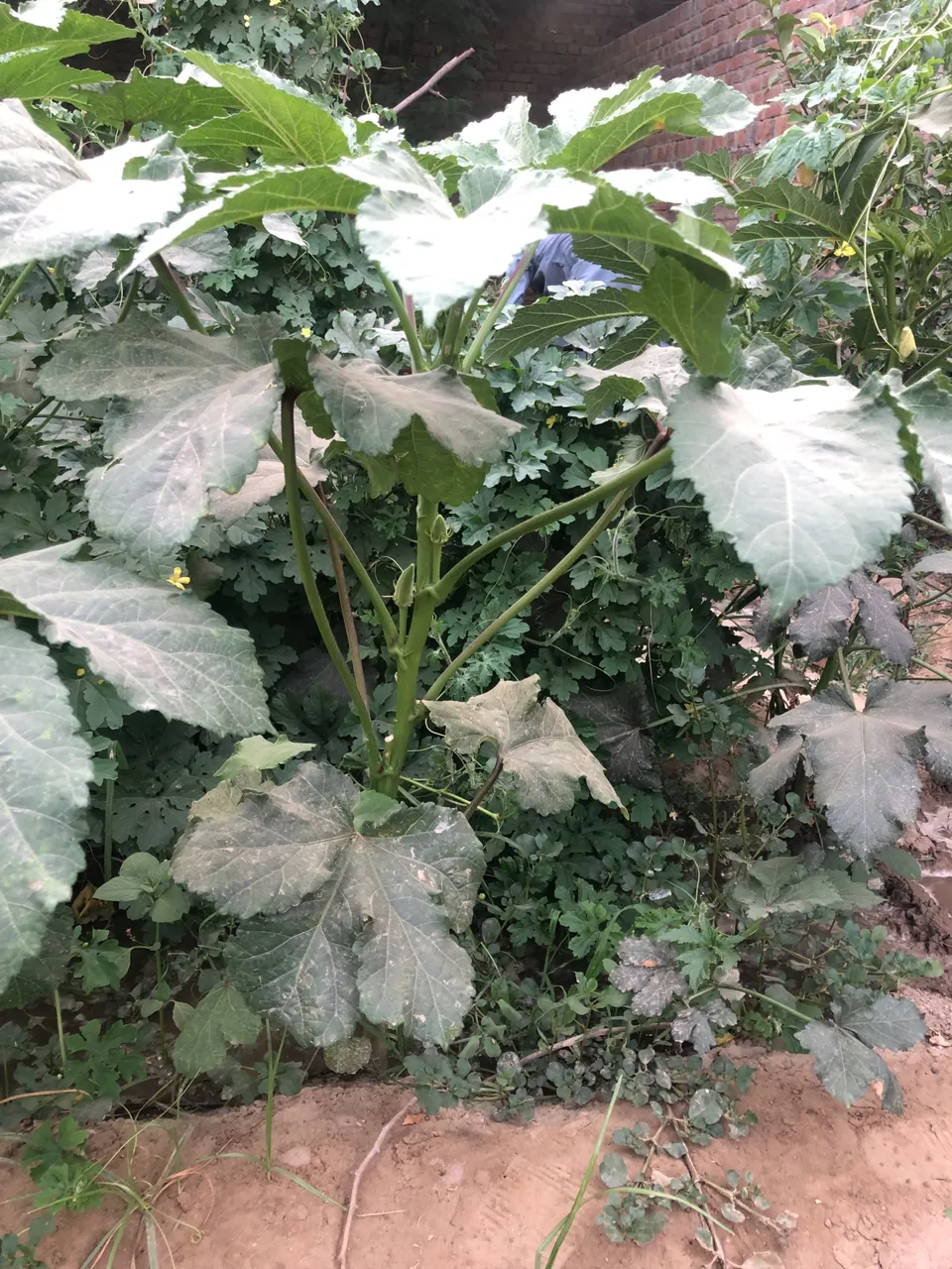 IMG_0062.jpeg