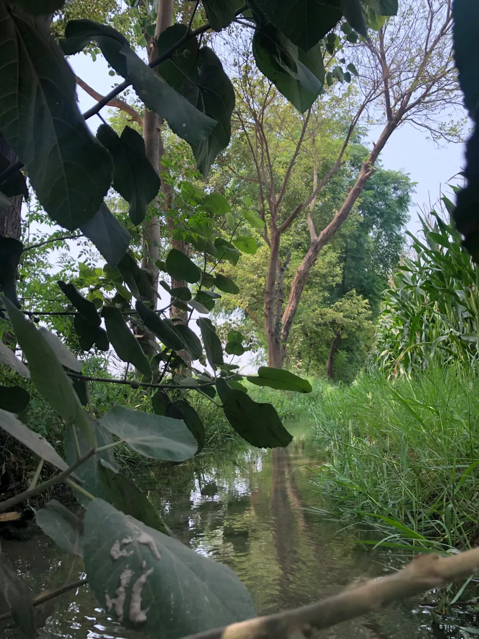 IMG_0418.jpeg
