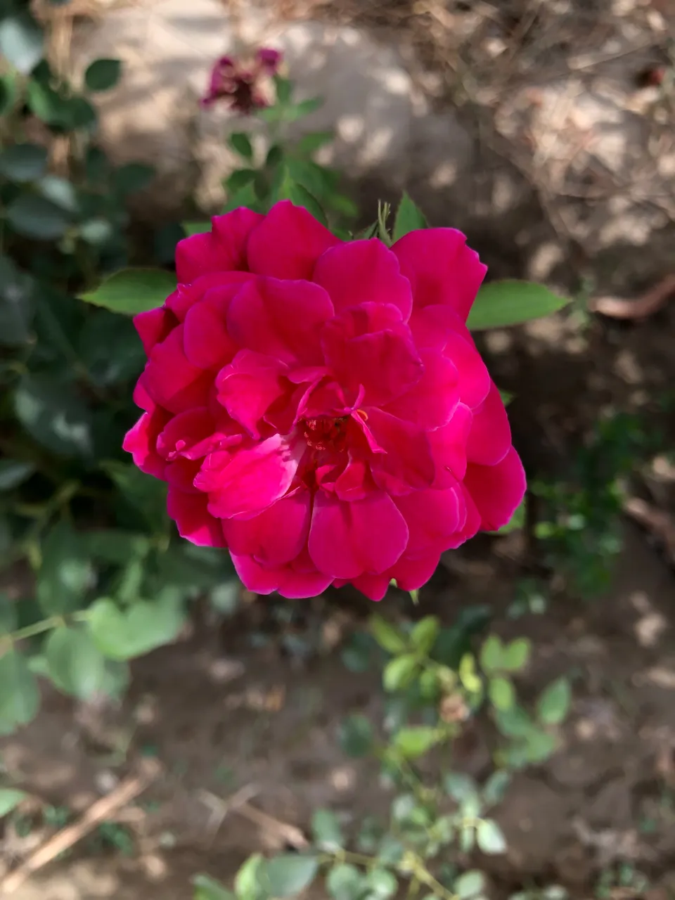 IMG_0474.jpeg