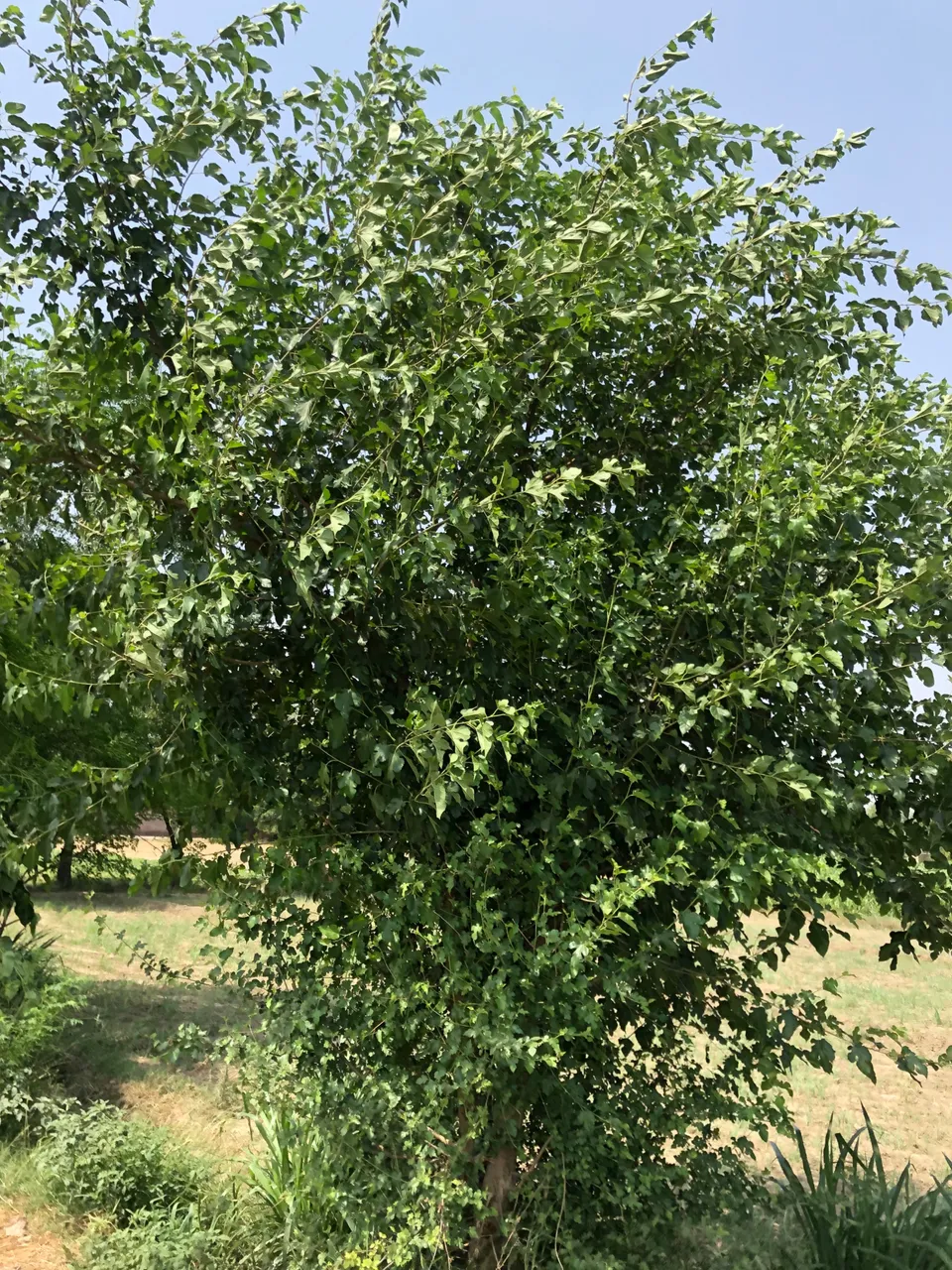 IMG_0348.jpeg