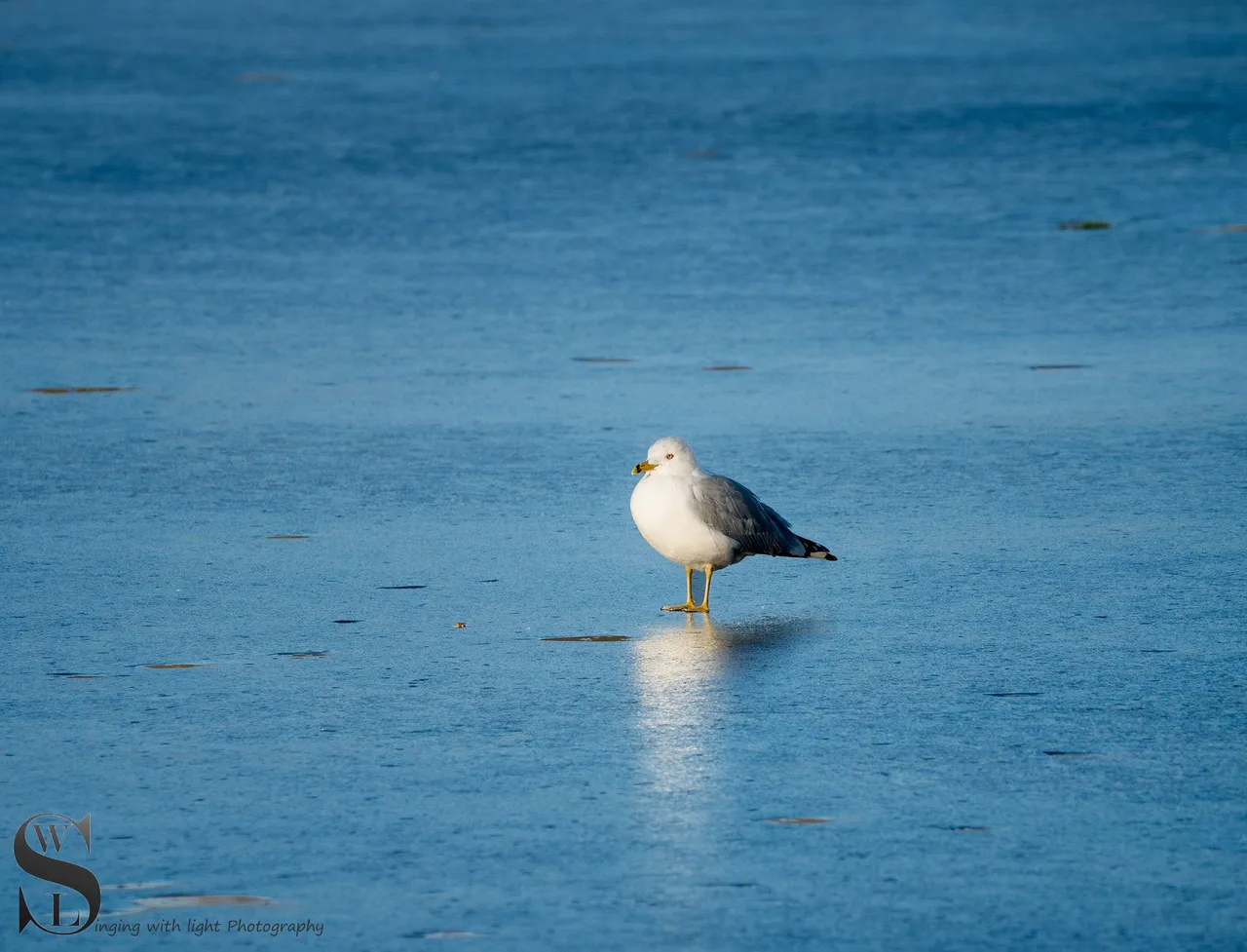 bs birds on the pond-3.jpg