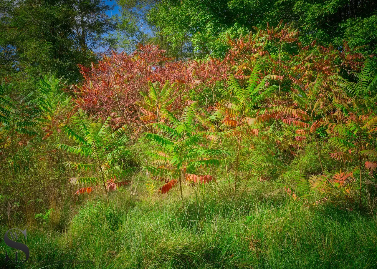 Autumn colors-3.jpg