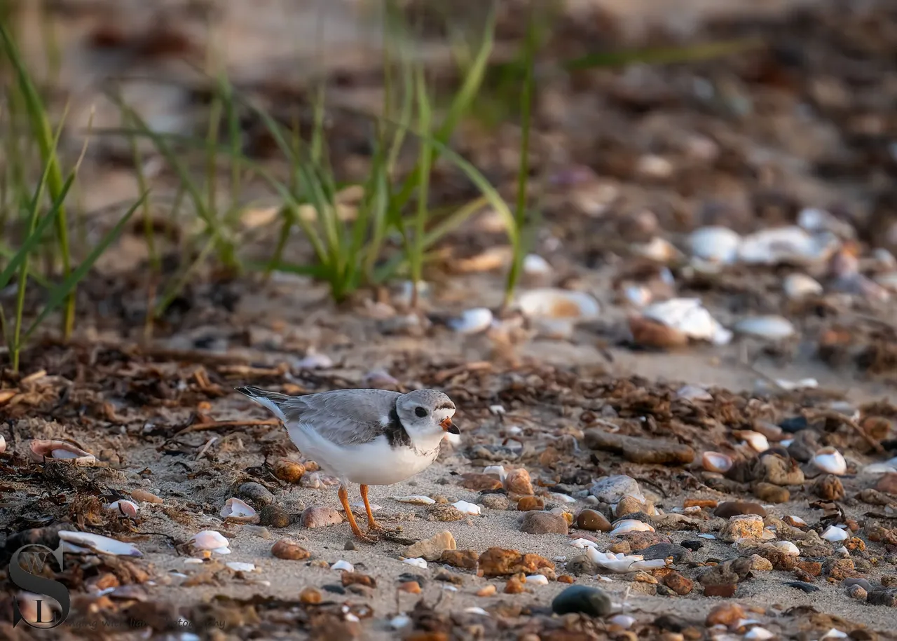 sat sand pipers-2.jpg