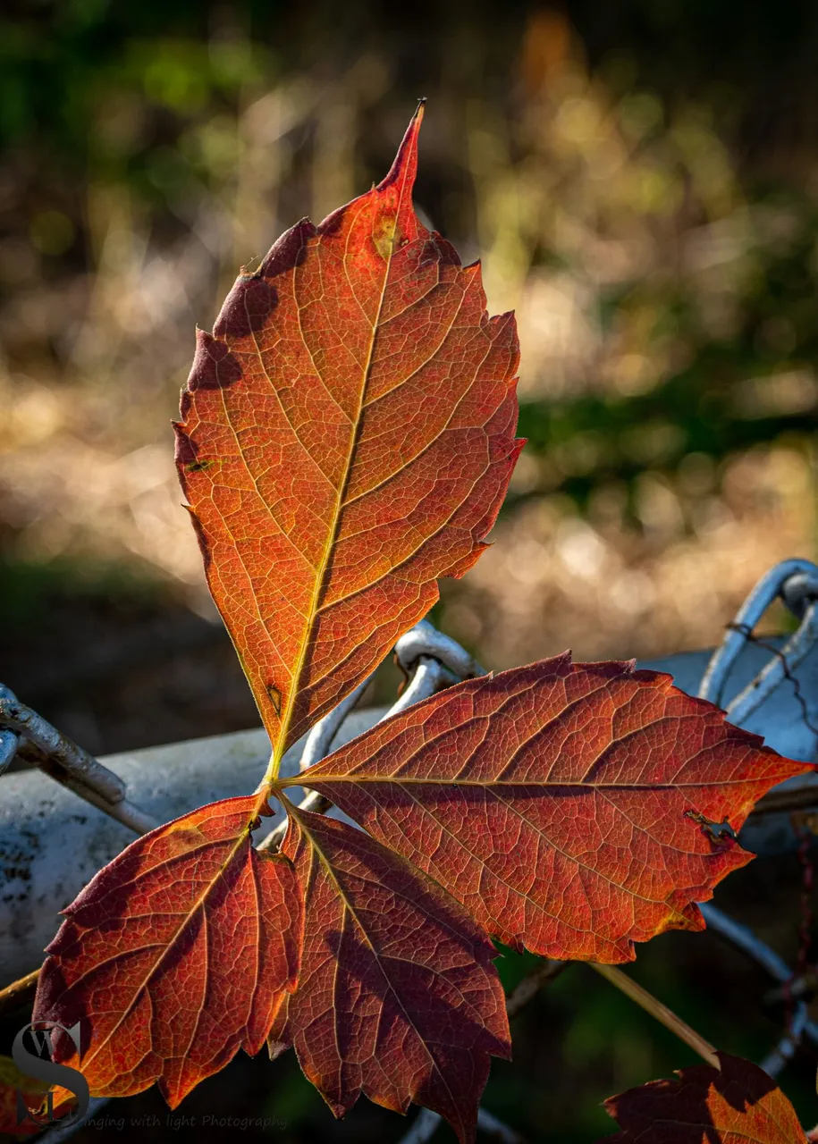 tamron 40-500 macro-3.jpg