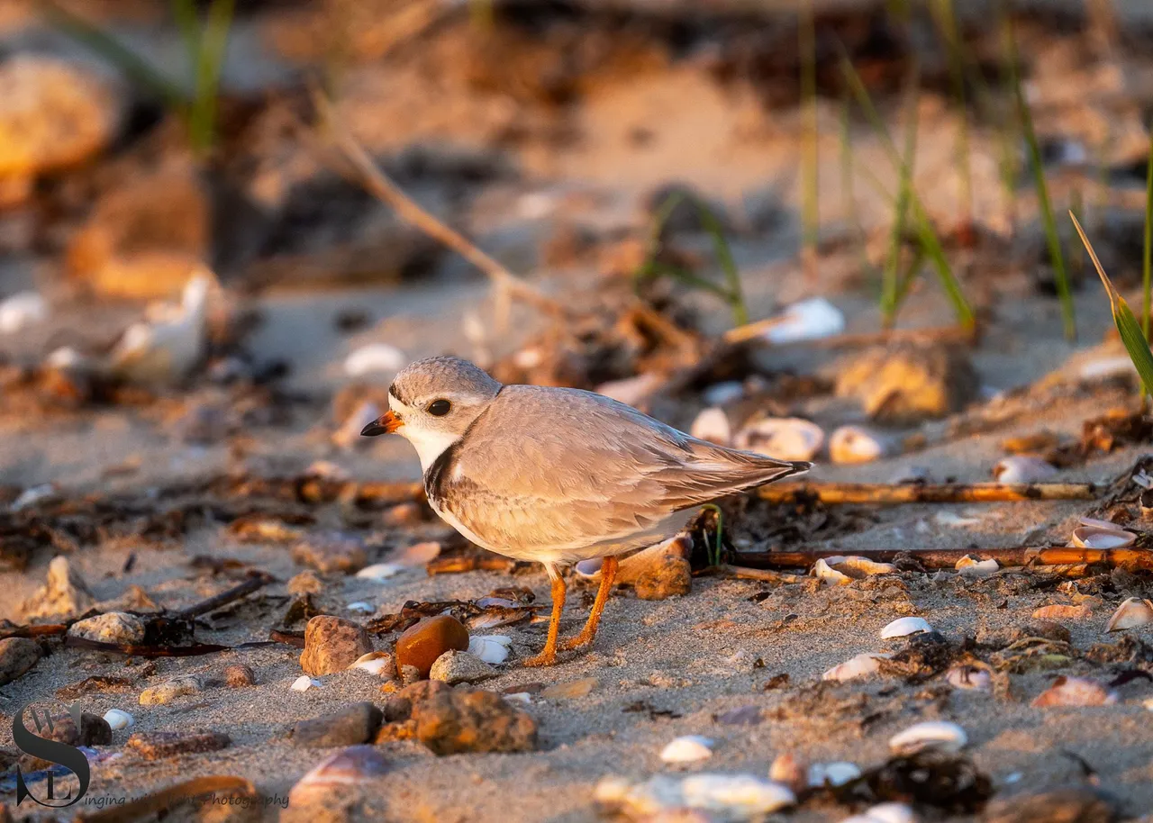 sat sand pipers-5.jpg