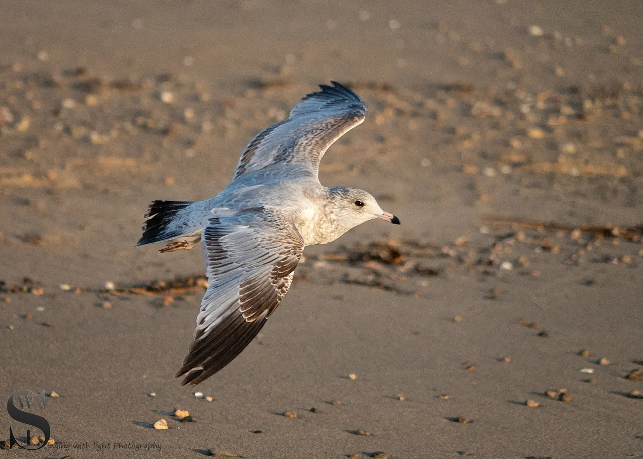 sb birds.jpg