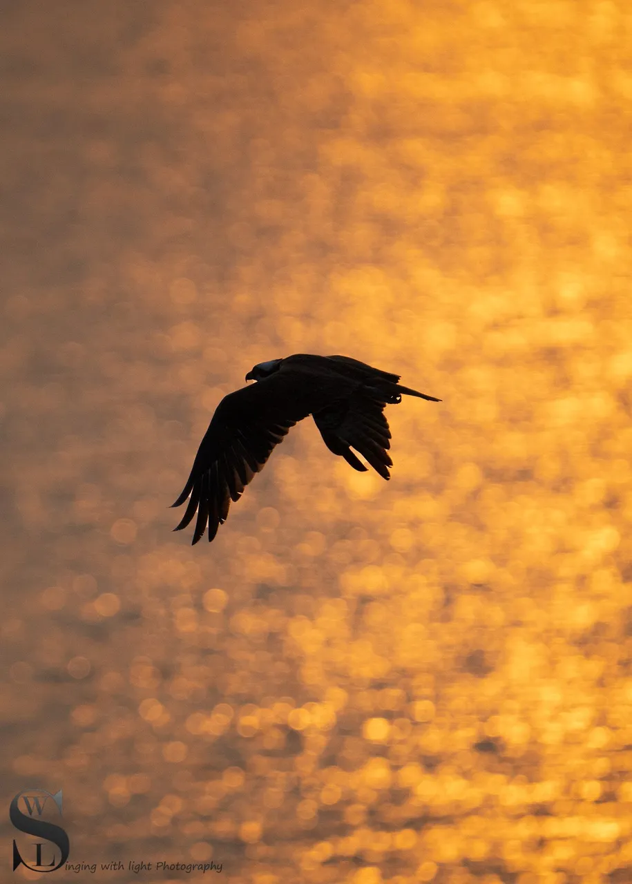 birds-7.jpg