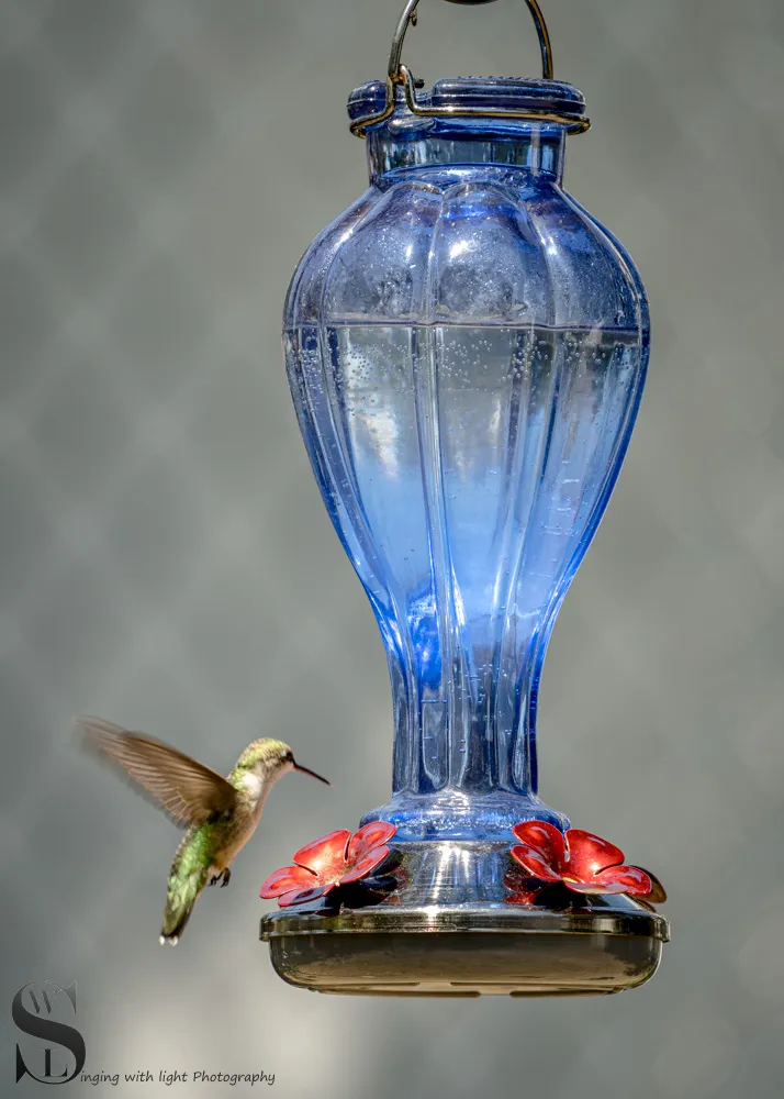 hummingbird-4.jpg