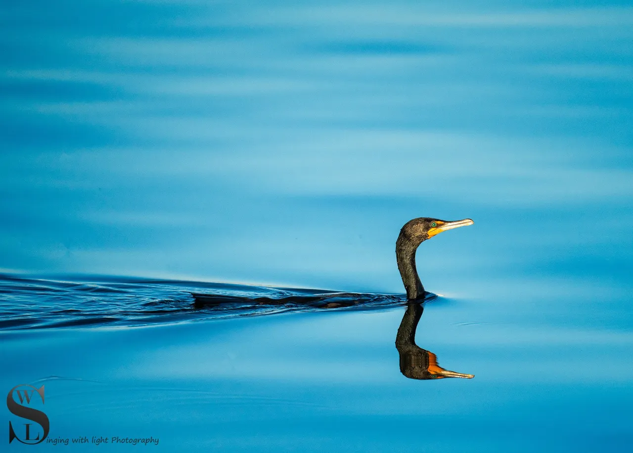 birds-4.jpg