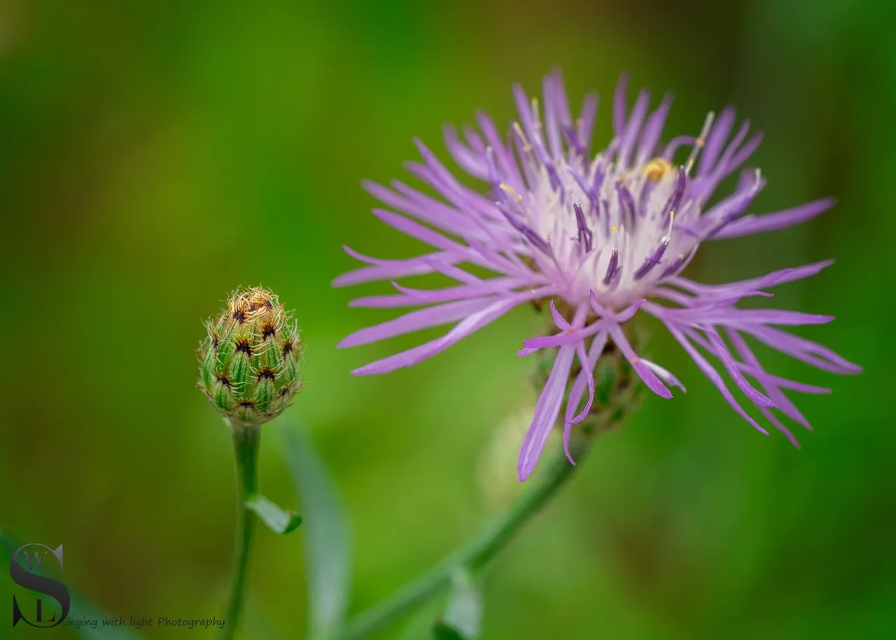 sb nature macro-3.jpg