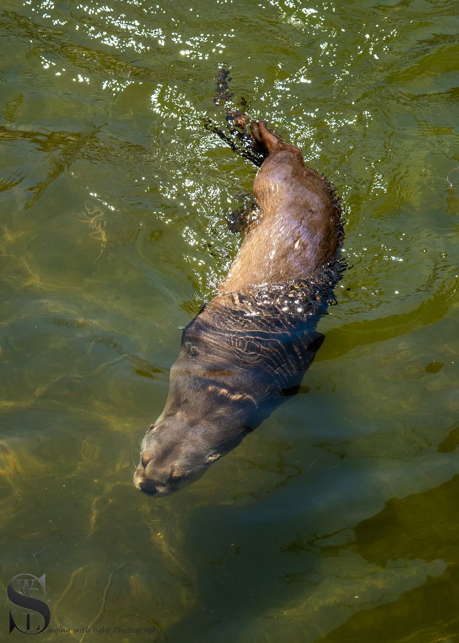 animals zoo-2.jpg
