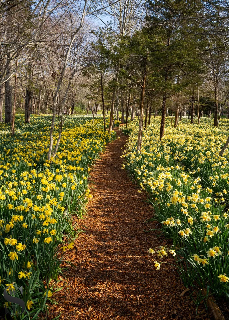 daff fields-7.jpg