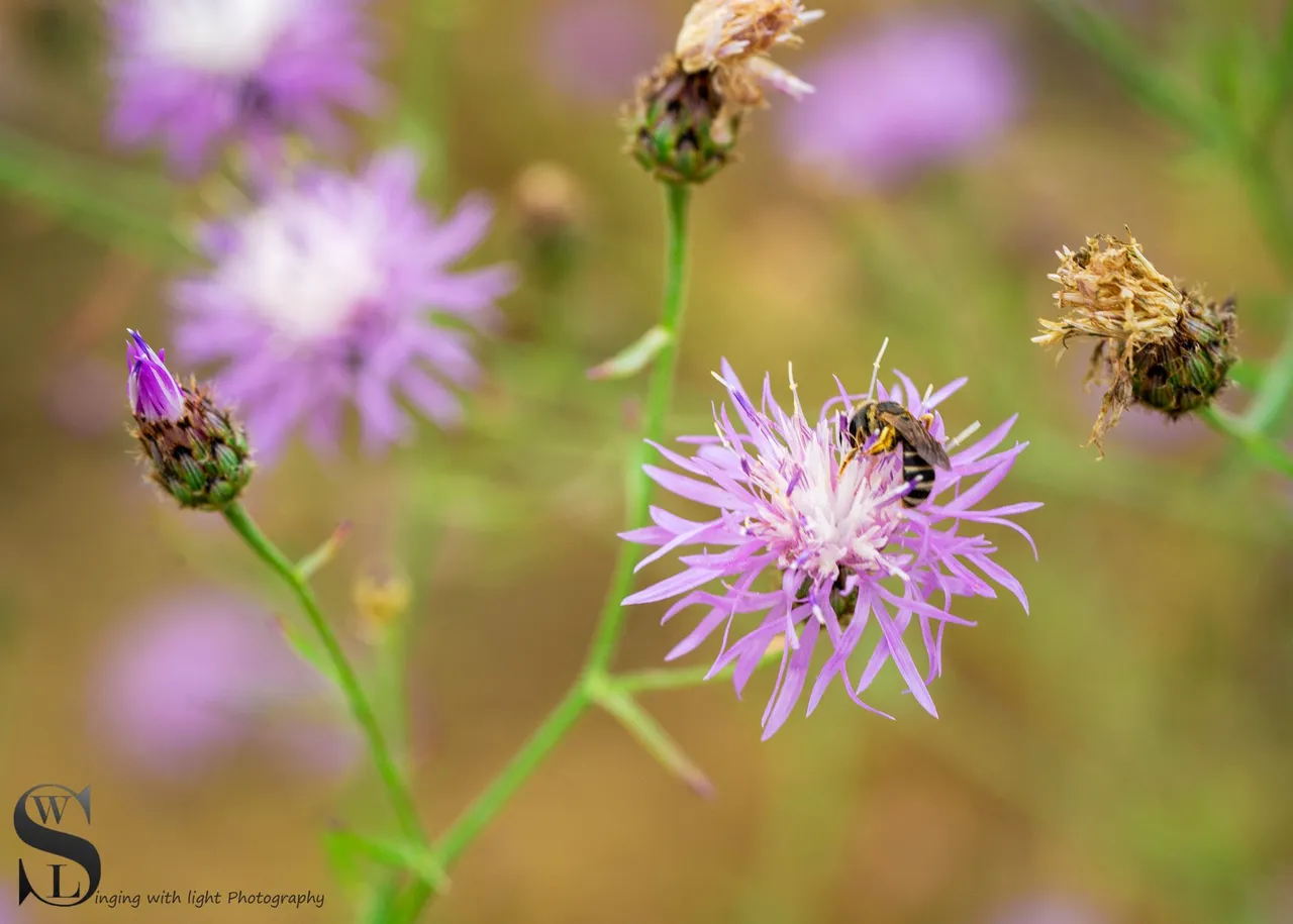 sb nature macro-6.jpg