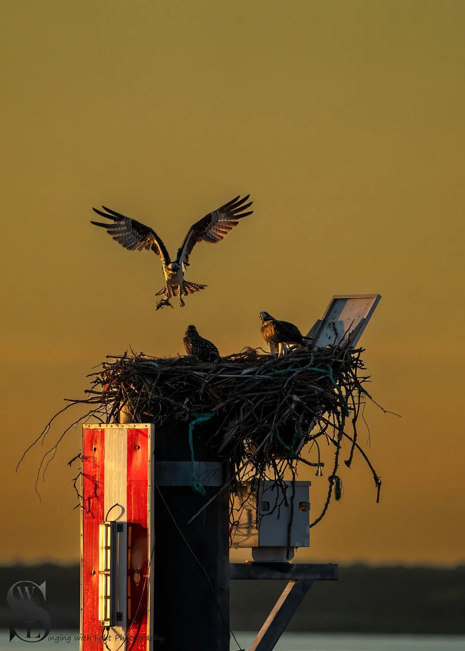 BIRDS-8.jpg