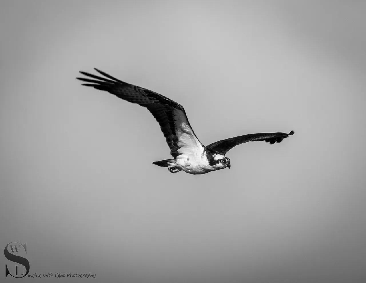 sb birds-3.jpg