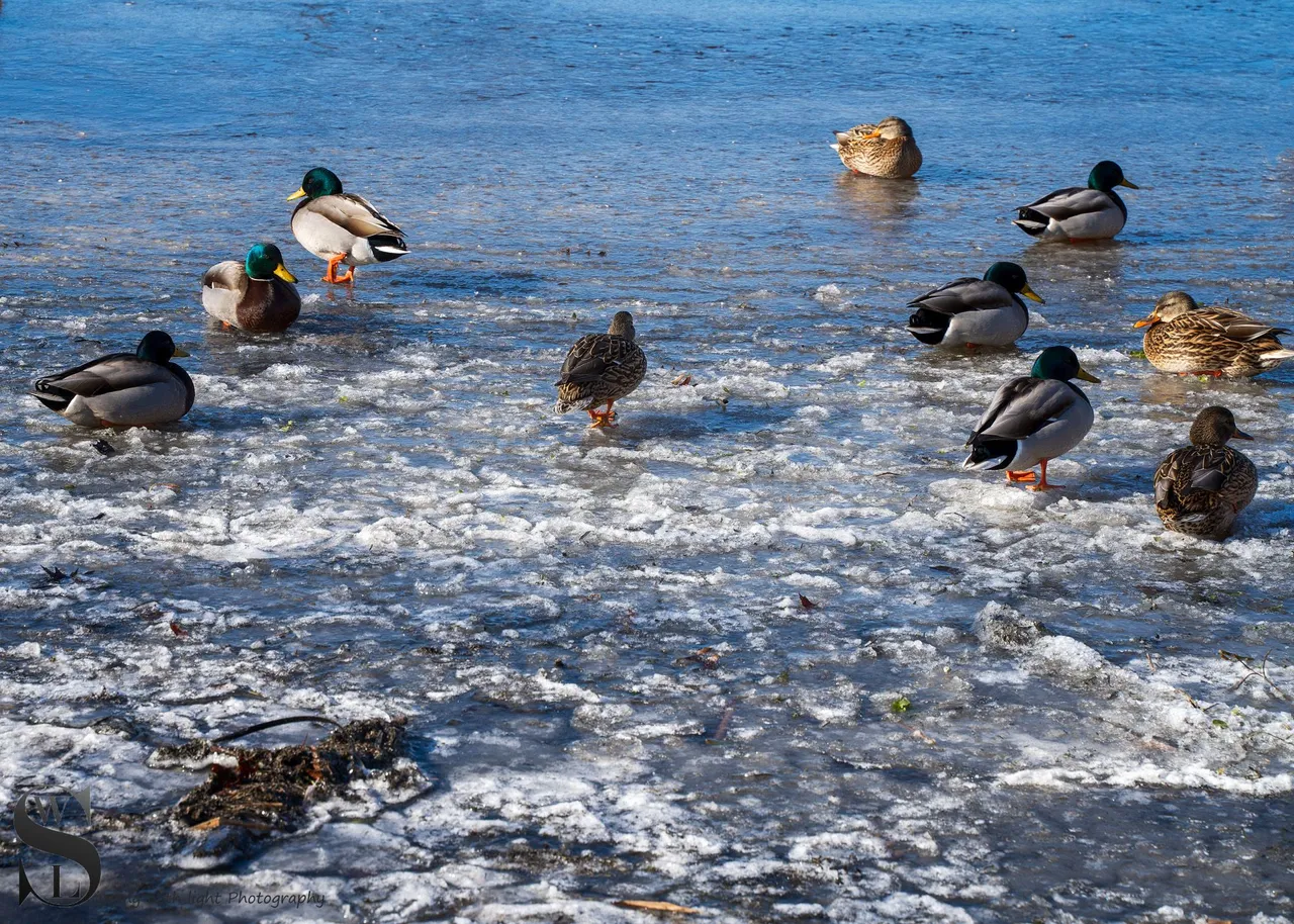 snow day-8.jpg
